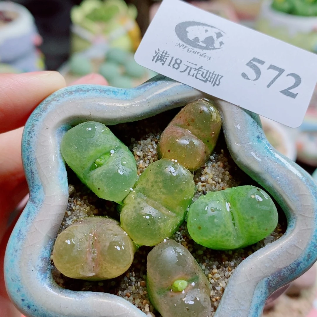 生石花花花的开了572