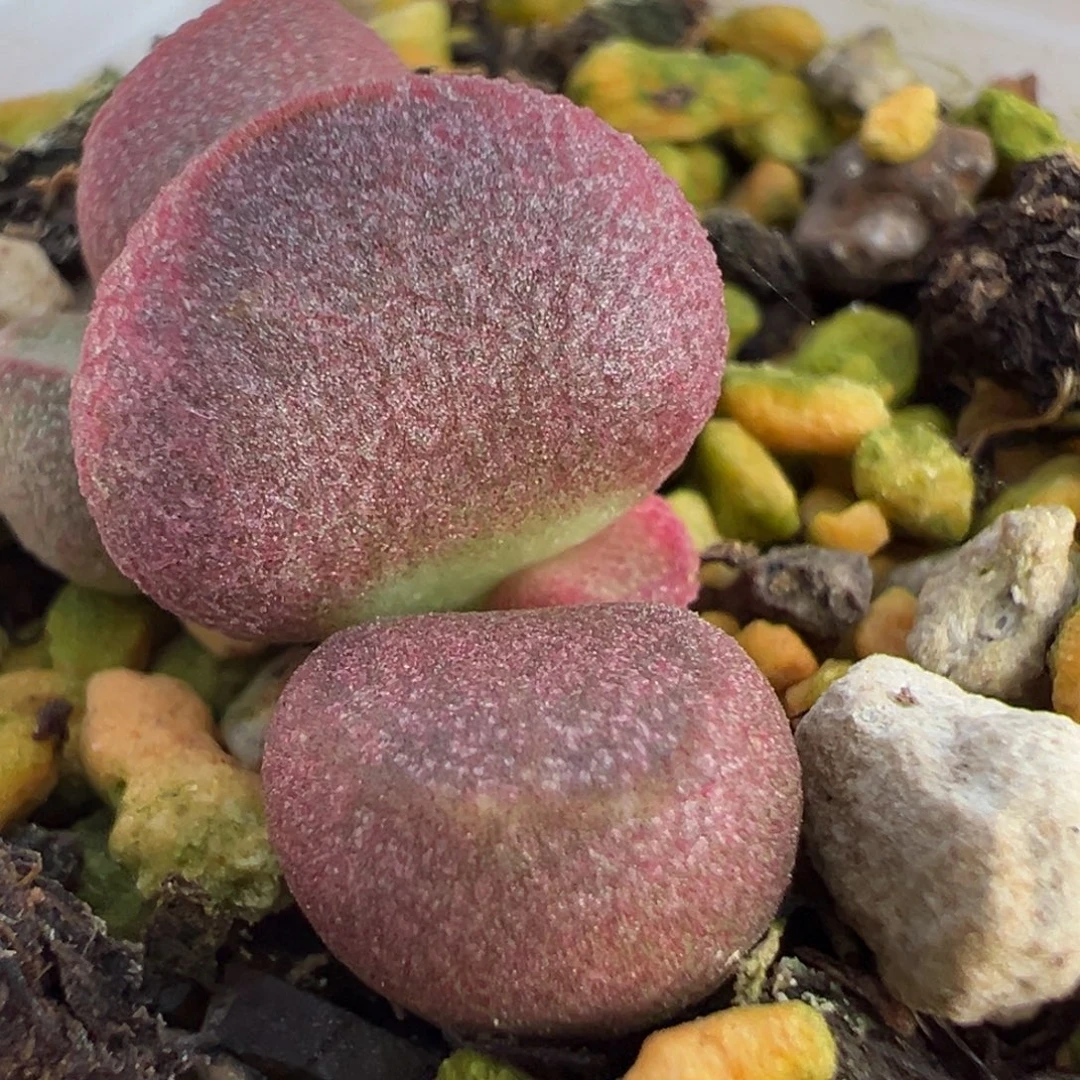 实生新品多肉植物水泡多肉植物