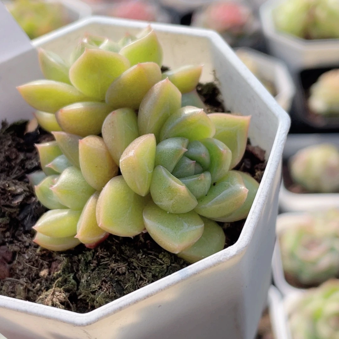 517号糖心冰心珍妮