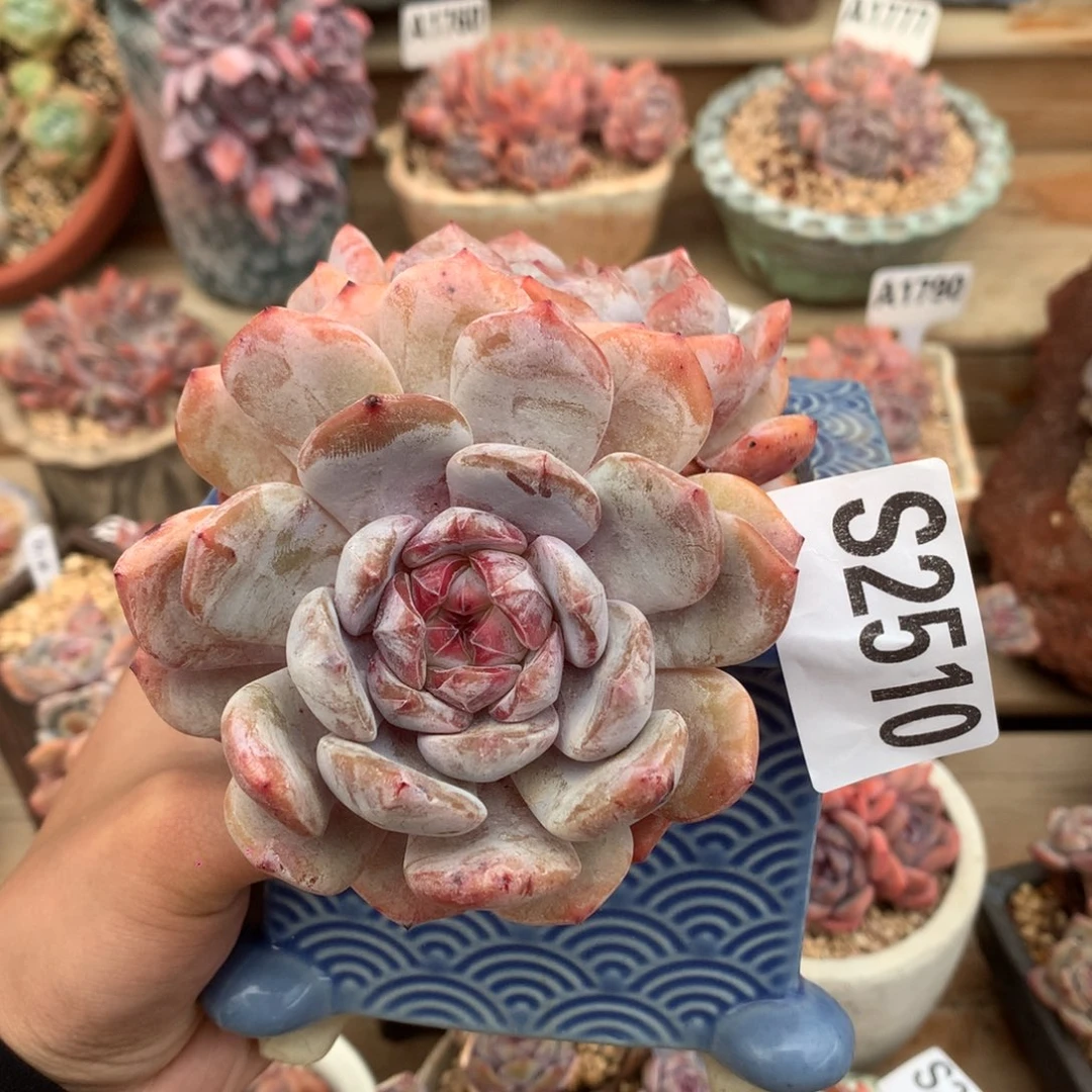 S2510 星影大双头 桩子有掉皮 13cm