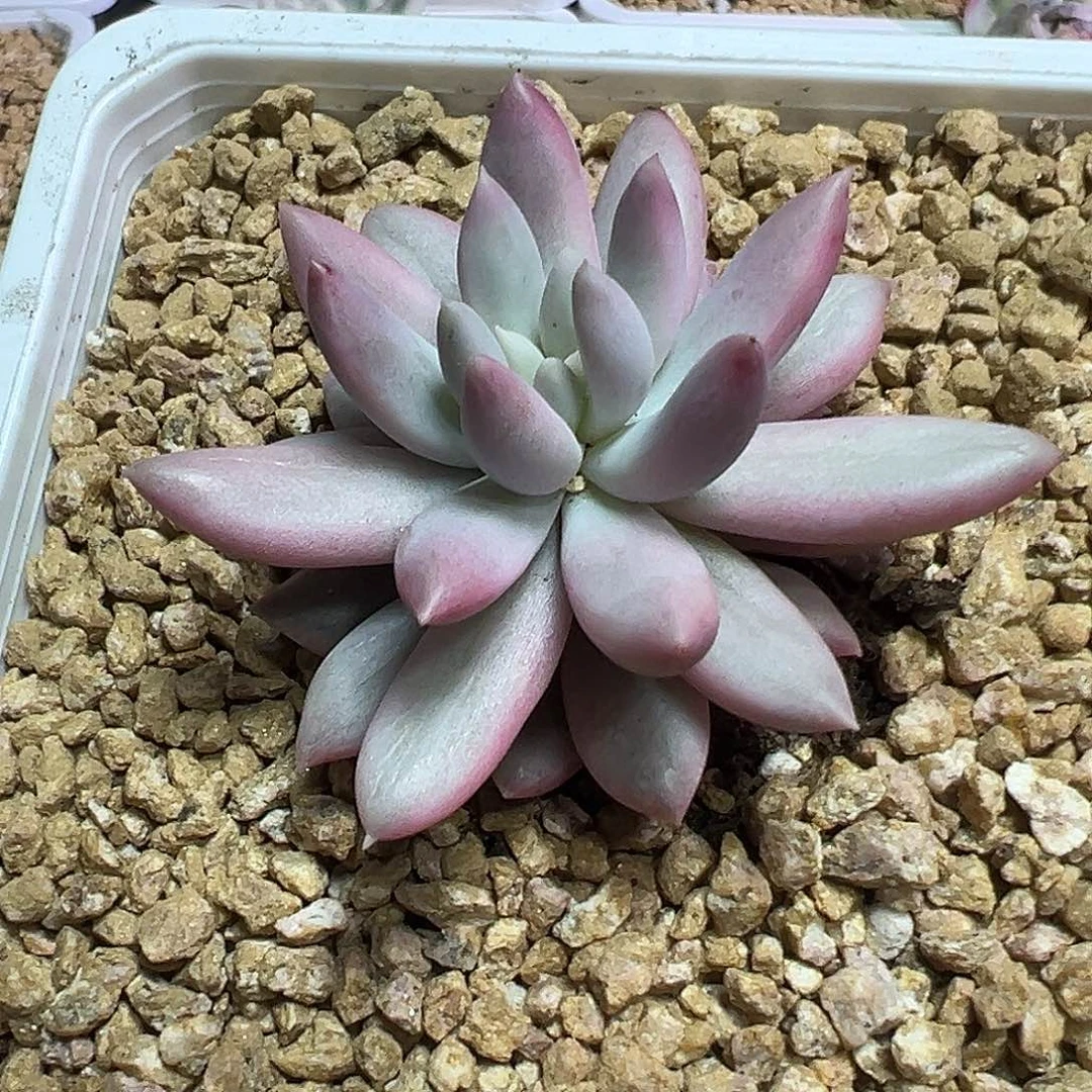 所罗门锦多肉植物单头