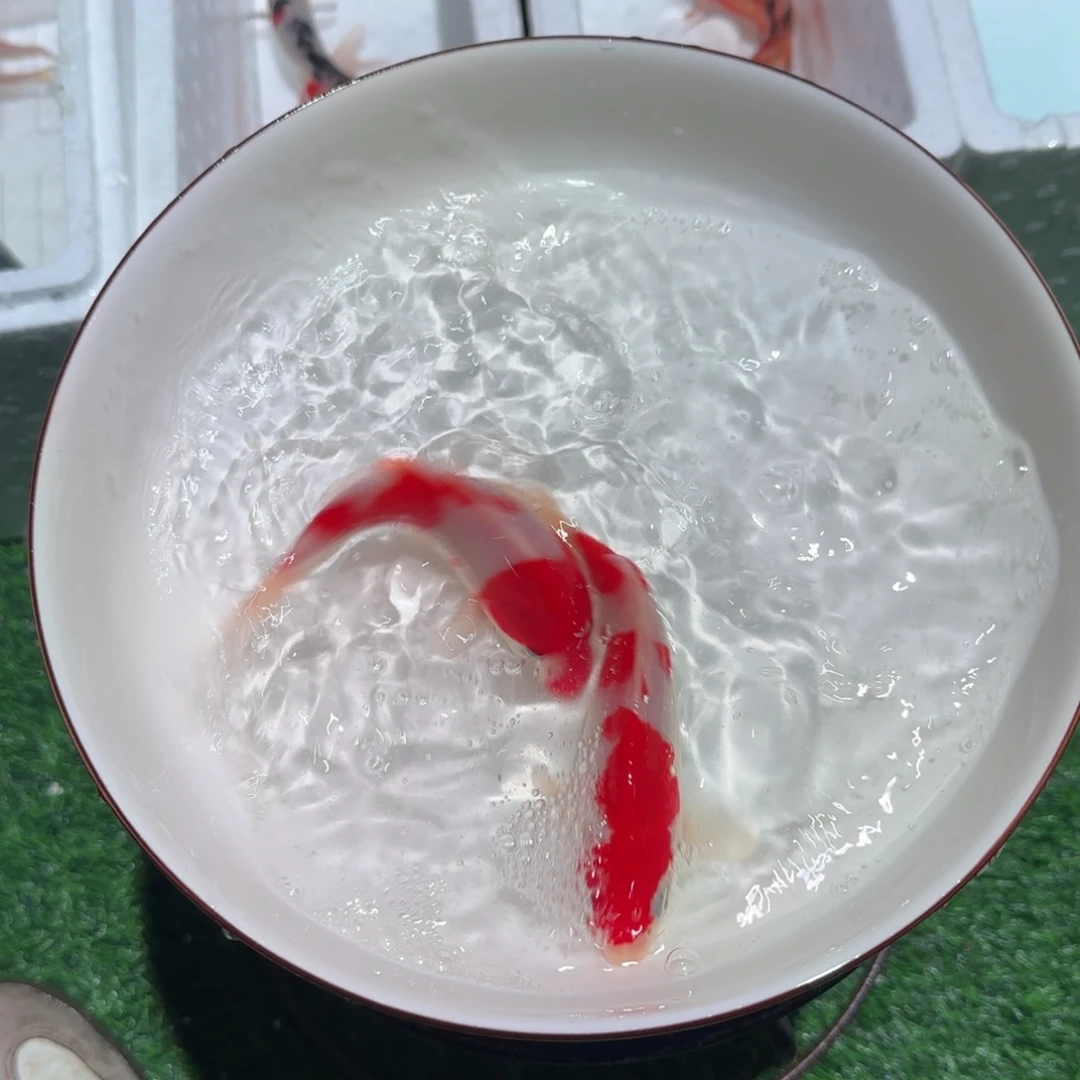 锦鲤锦鲤 观赏鱼锦鲤
