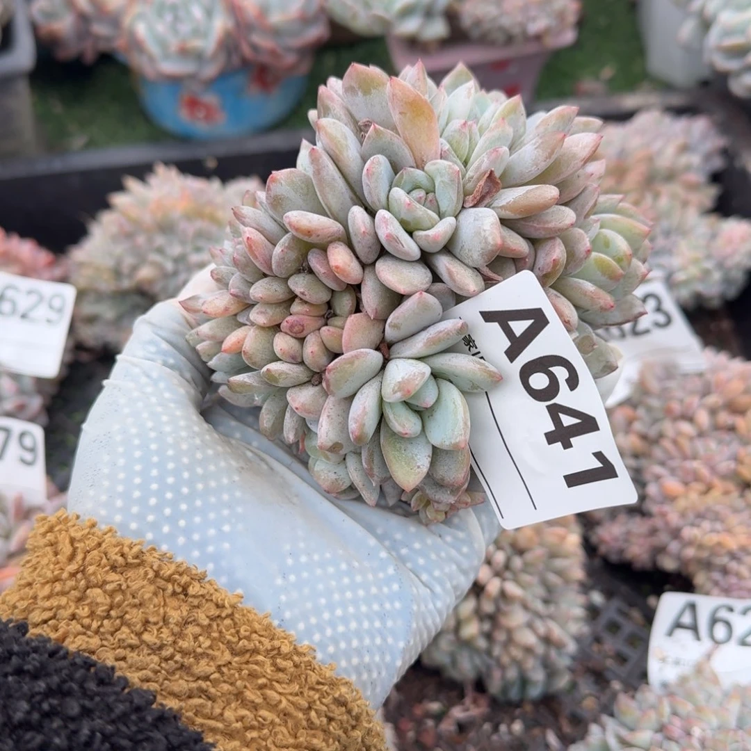 满天星呀呀呀呀呀呀