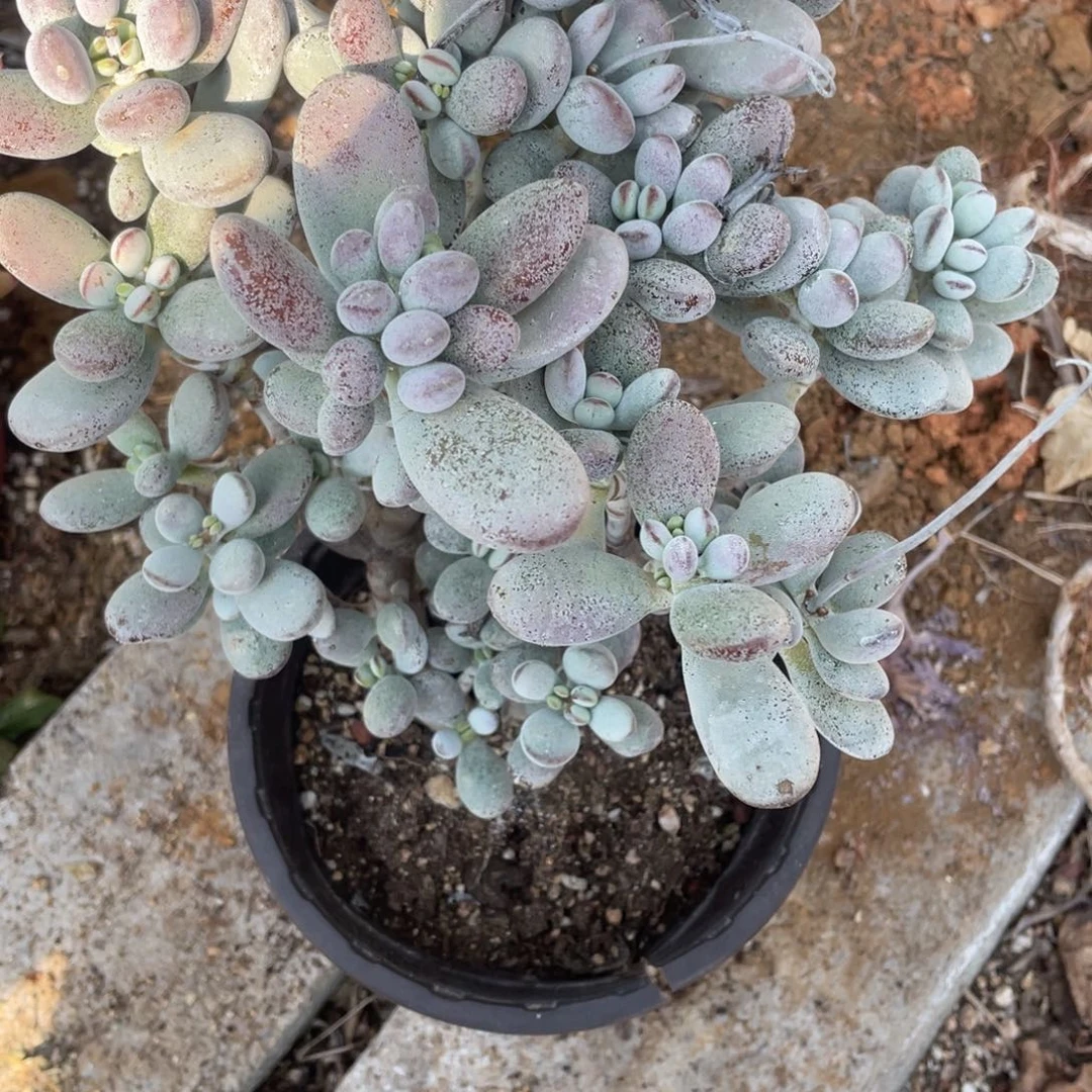 晓**雪乒乓福娘一物一拍