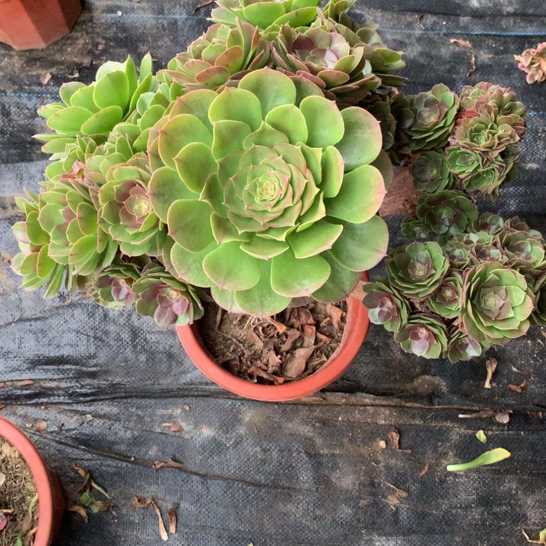 福利万缀，多肉植物