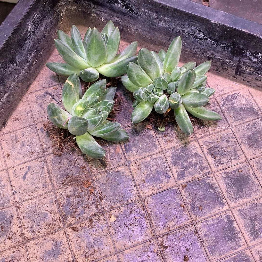 ?**?6头青花瓷  哈哈哈哈哈哈哈
