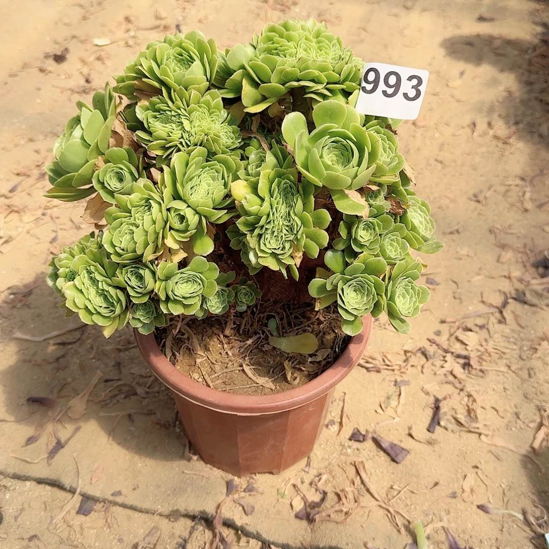 993绿缀一颗呀呀