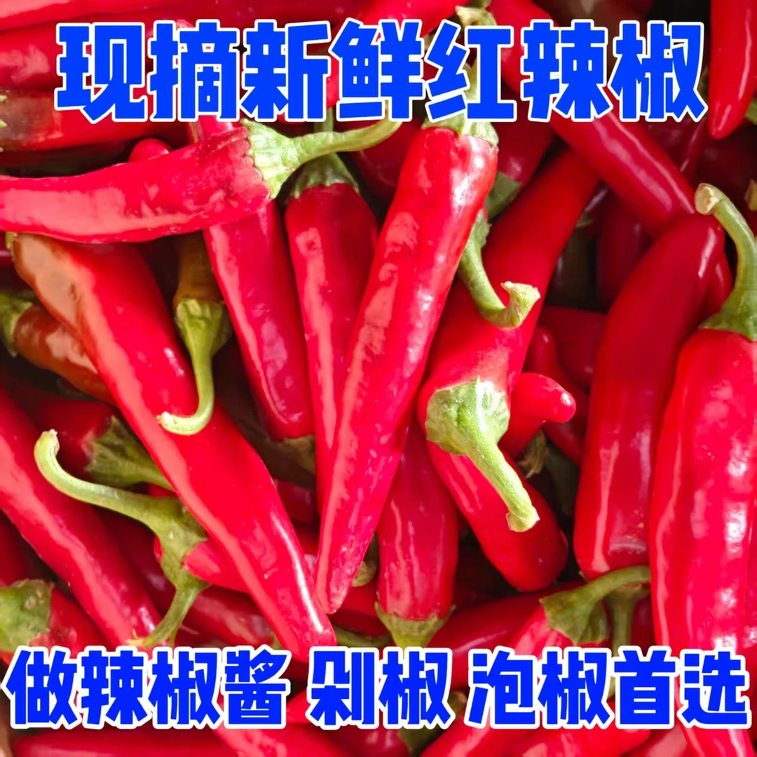 现摘微辣美人椒鲜椒做辣椒酱剁椒泡辣椒专用美人椒红辣椒农家自种