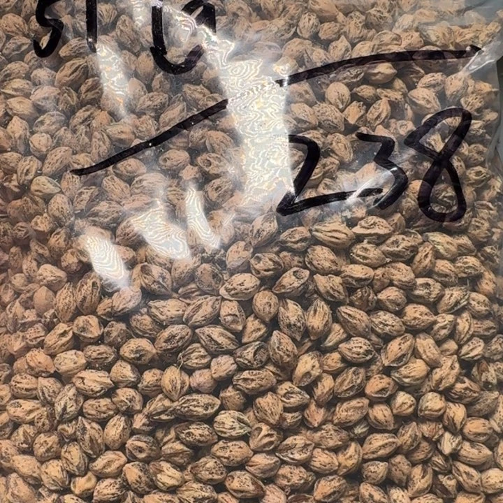 柏香籽/百香籽吊坠目*