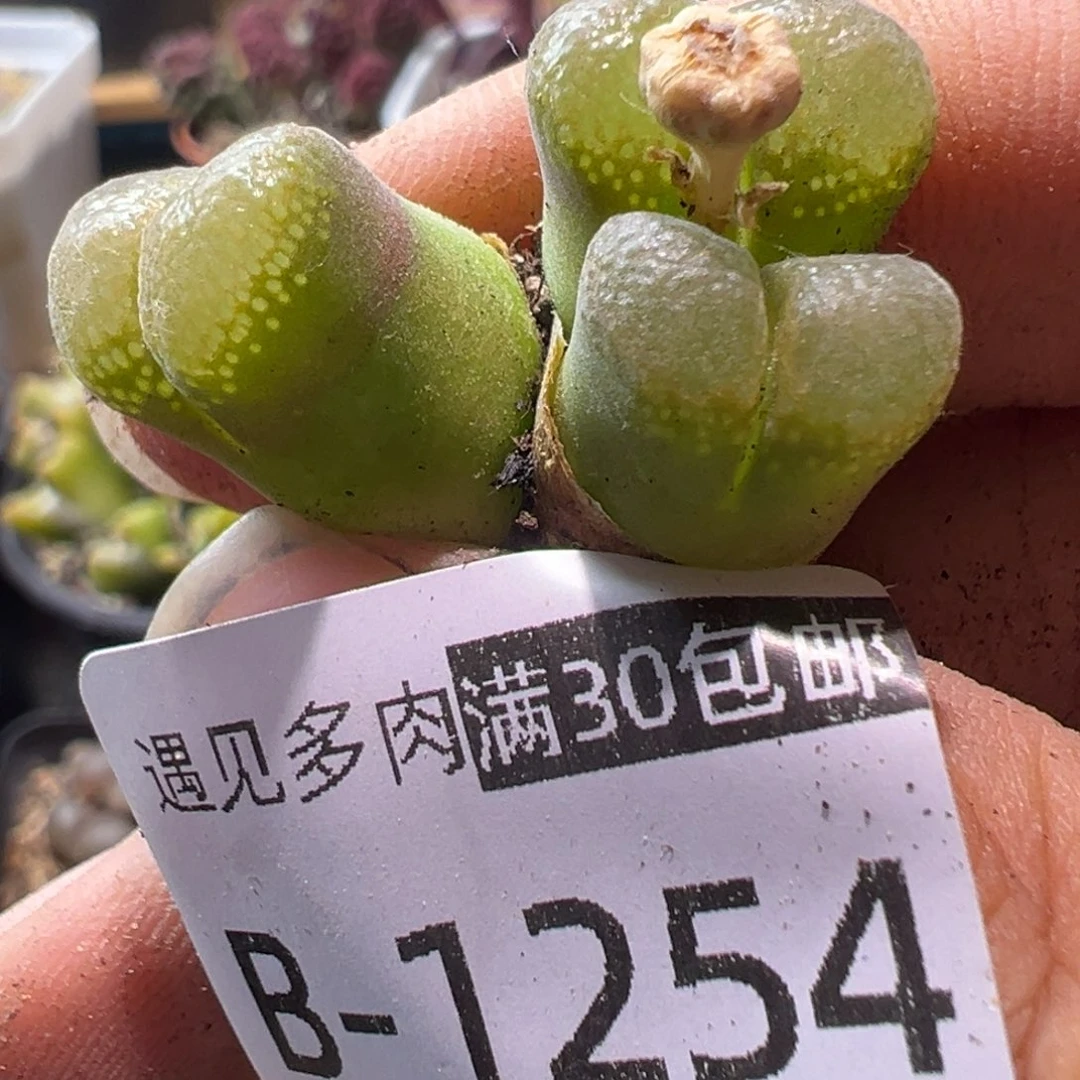 多肉植物111111111111