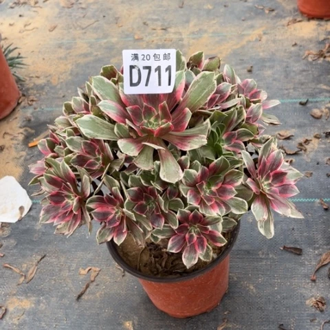 素*711浣纱不包断枝