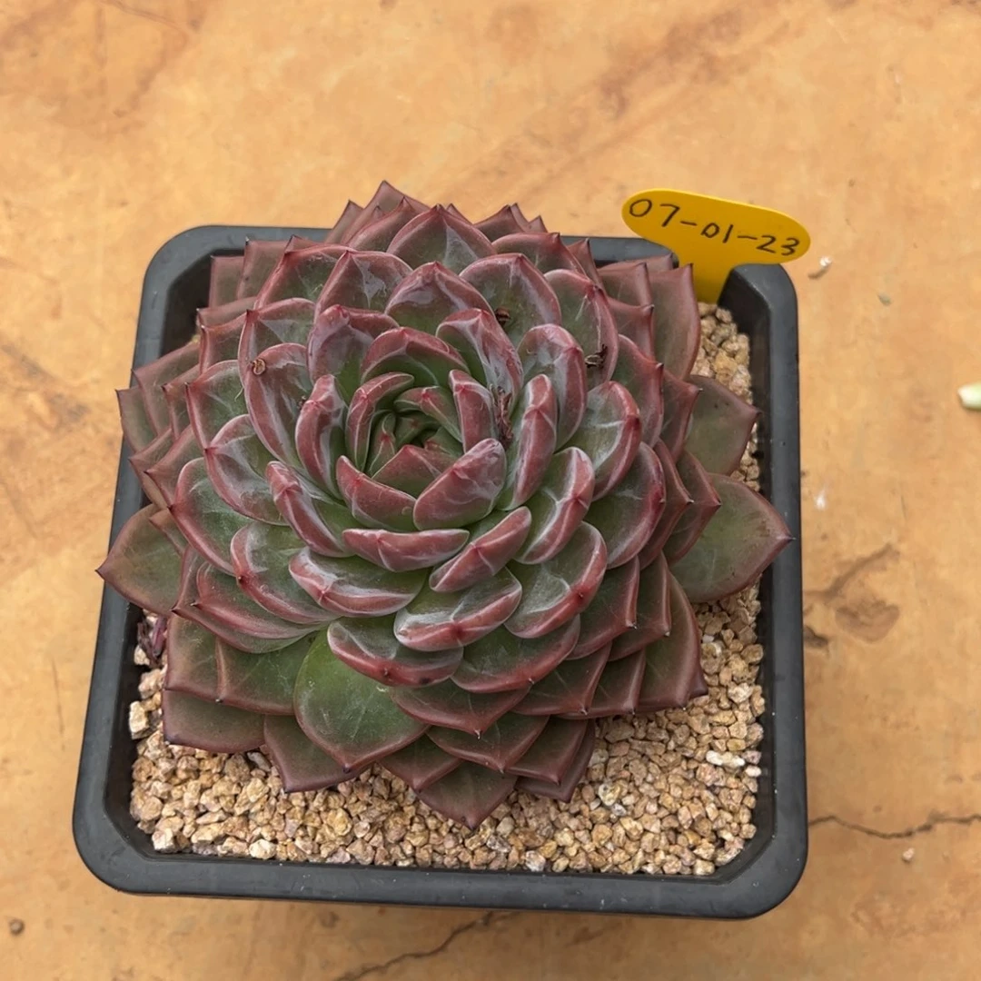 07-01-23新品单头多肉植物