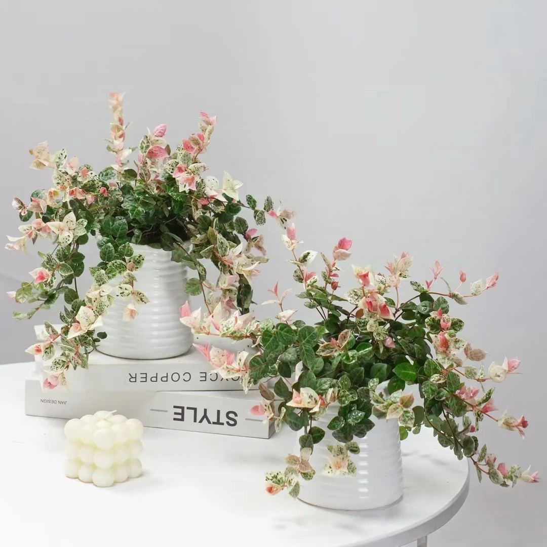 花叶络石垂钓爬藤大盆装盆栽