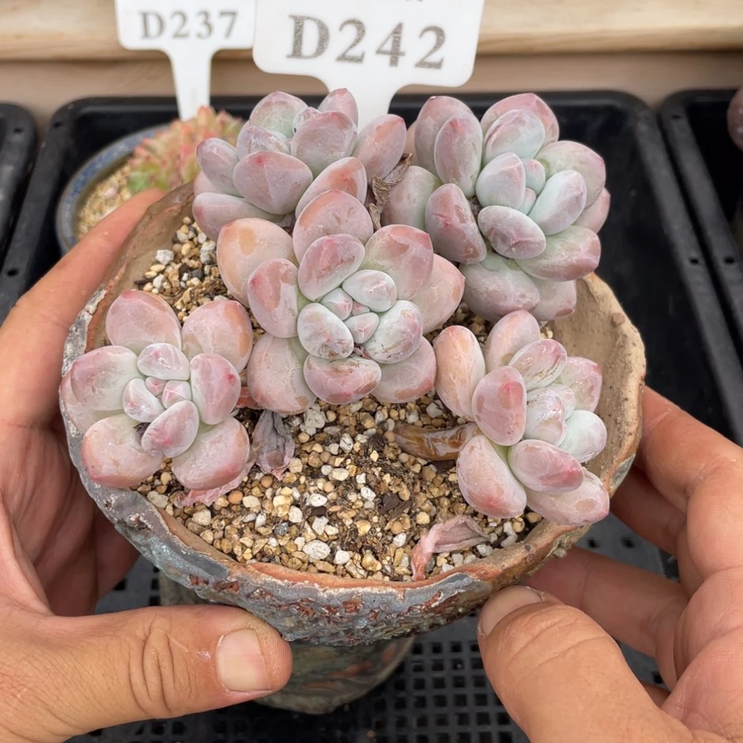 242香水不带盆14厘米