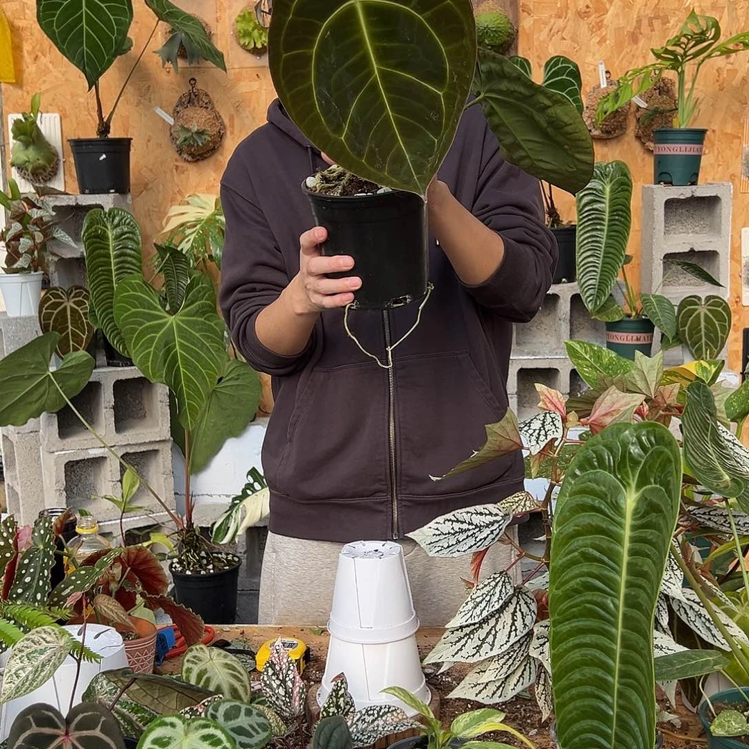 完全开放D28老桩花烛