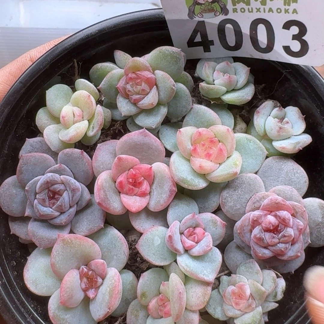 多肉植物多肉植物