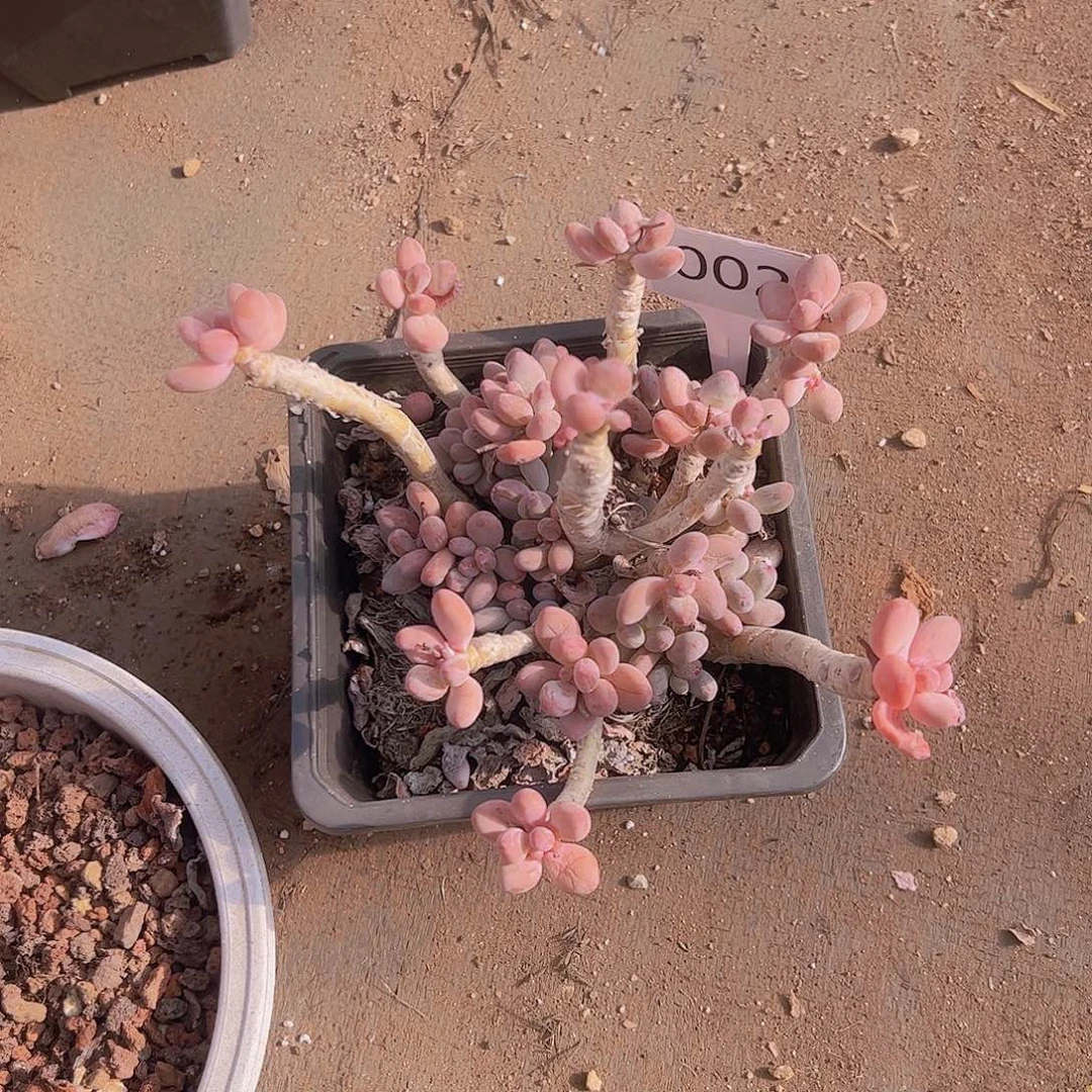 齐*002苹果美人10不售后