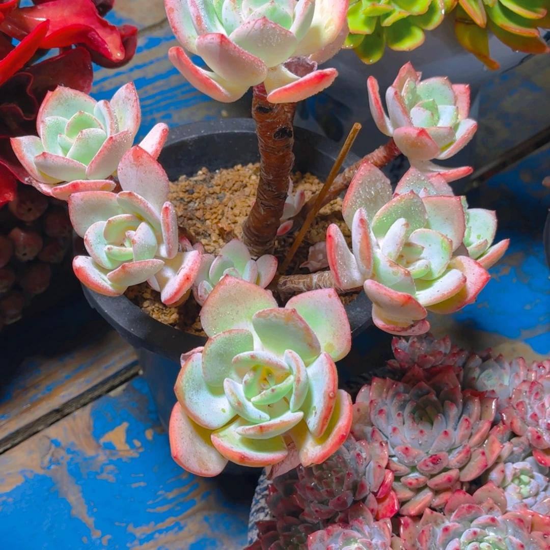 紫***羽多肉．肉的做法就是可以用