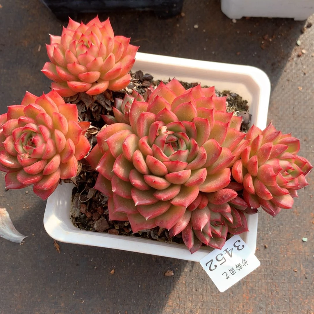 3452杂交多肉植物基地