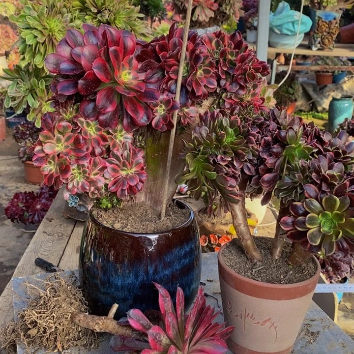 锦***飞美杜莎➕欧嘉莉缀化1颗多肉