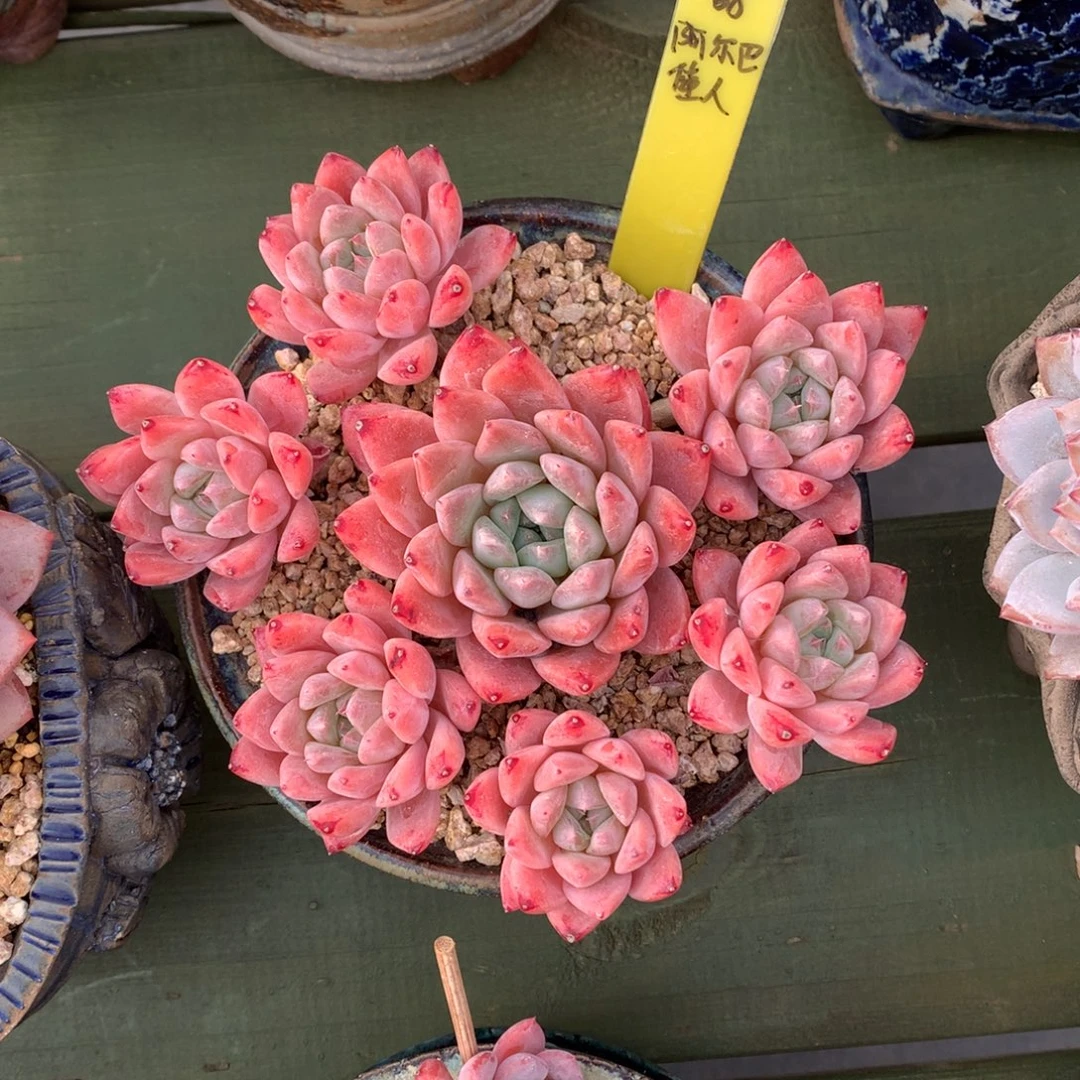 阿尔巴佳人 多头 一颗