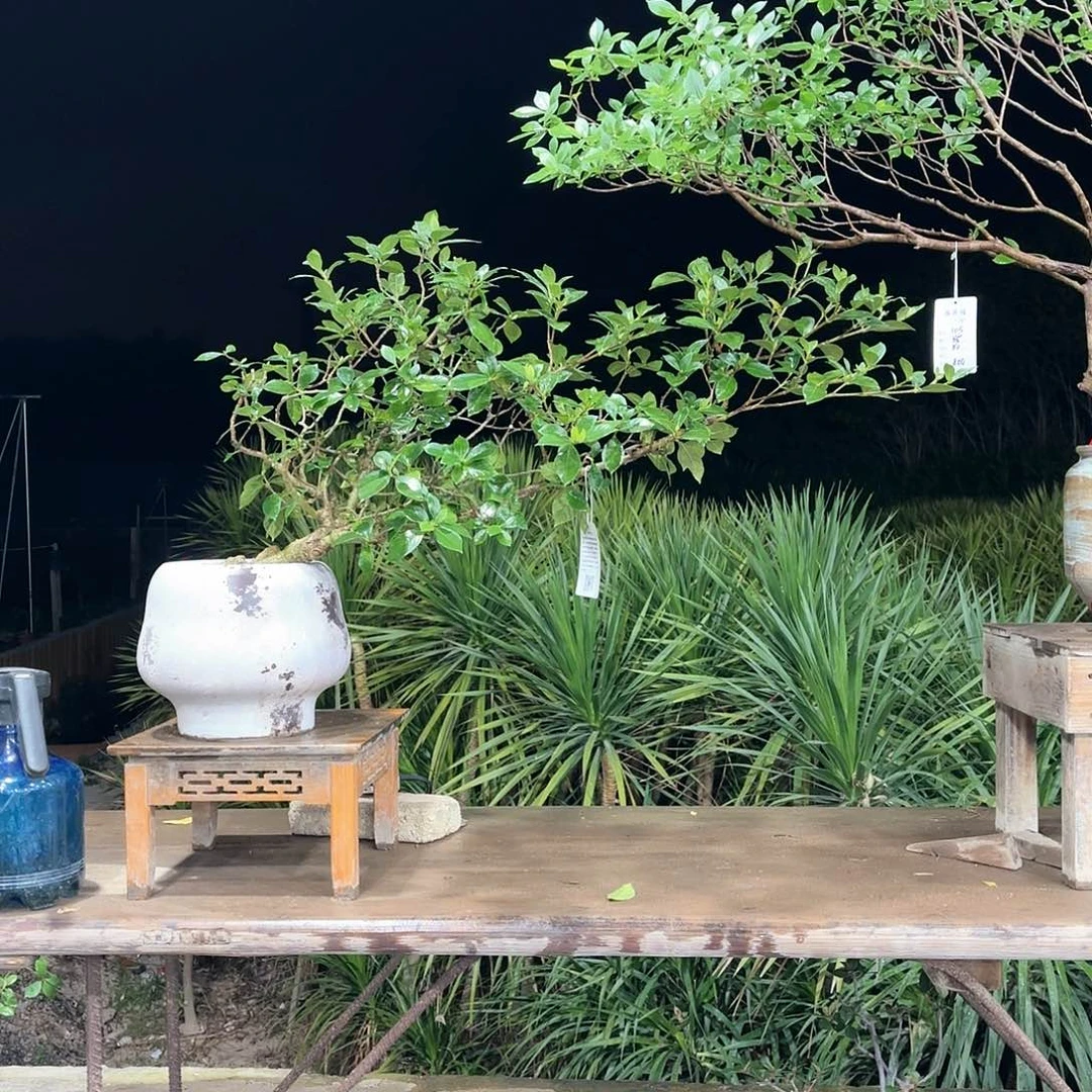 盆景盆景精品海岛栀子盆景