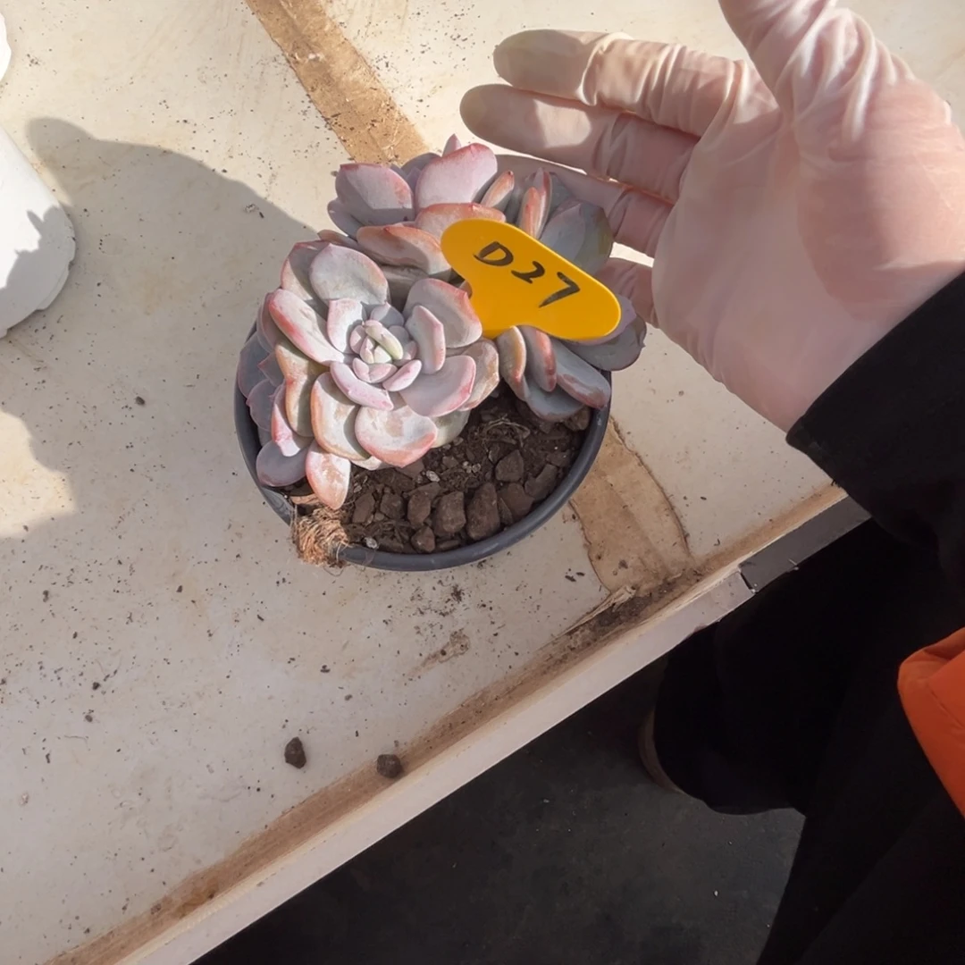 d27奶茶也有掐心的