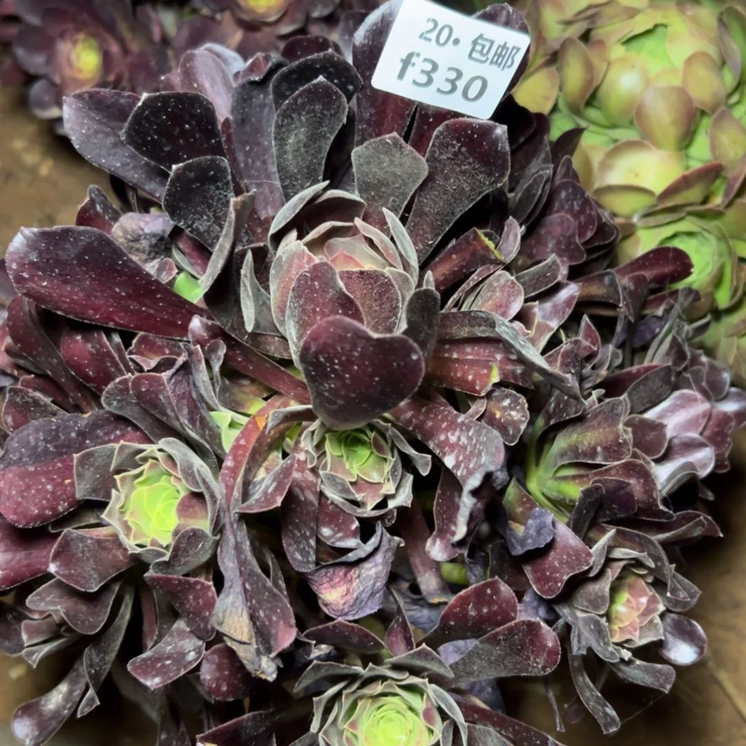 多**院330欧若拉，满20包邮