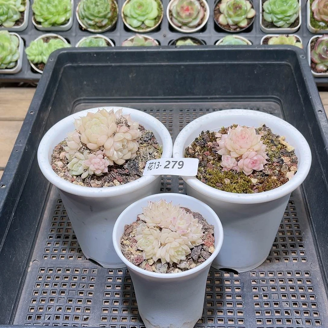 花利美13-279麦秆3颗