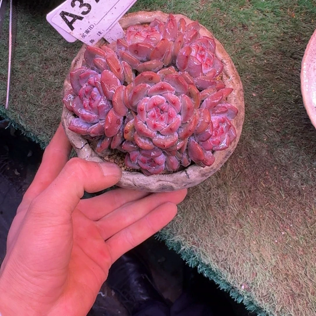 星影群生无砍多肉