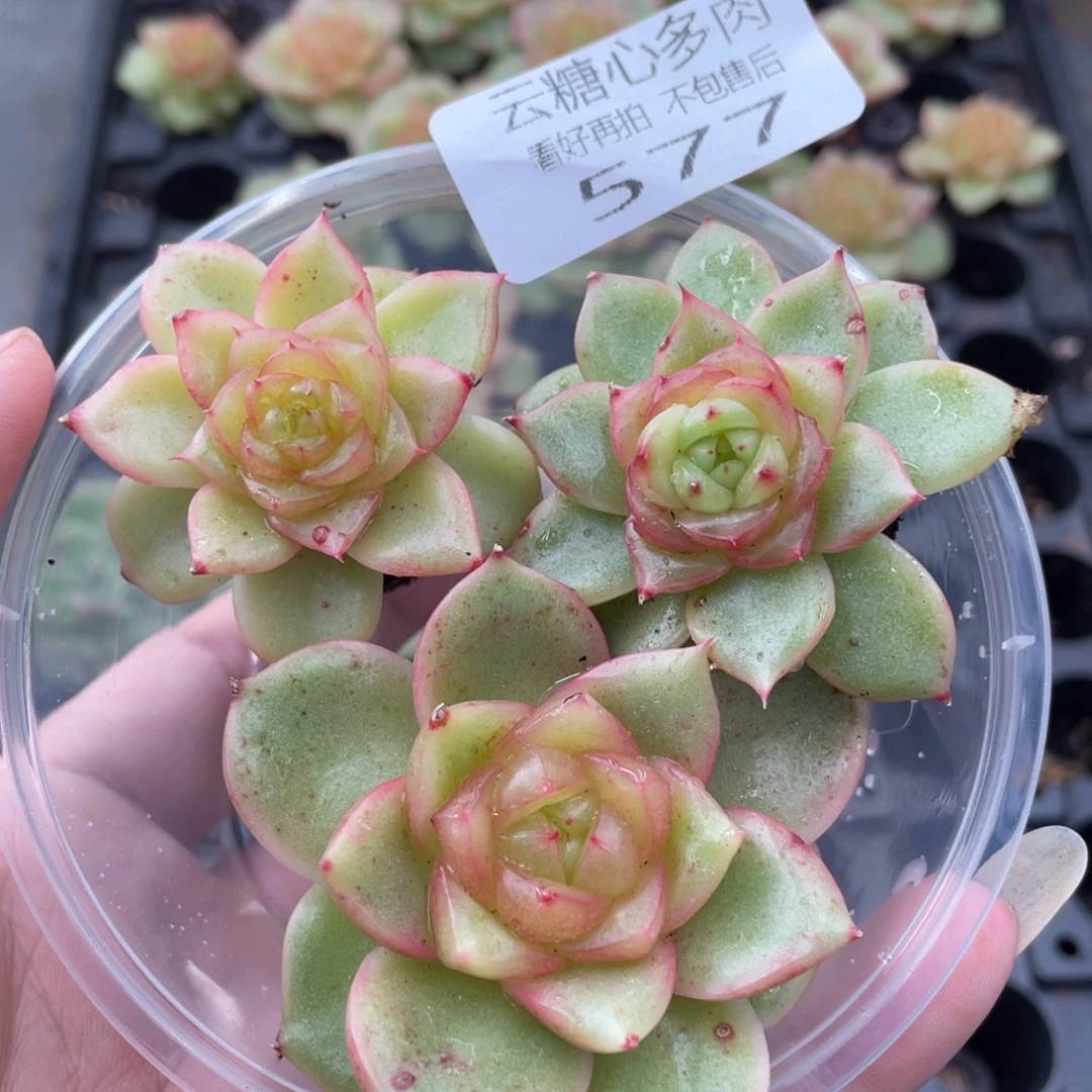 云糖心多肉植物577