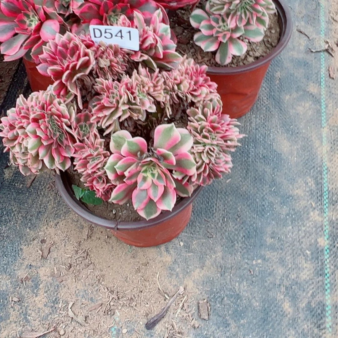 514粉女巫缀化多肉植物法师