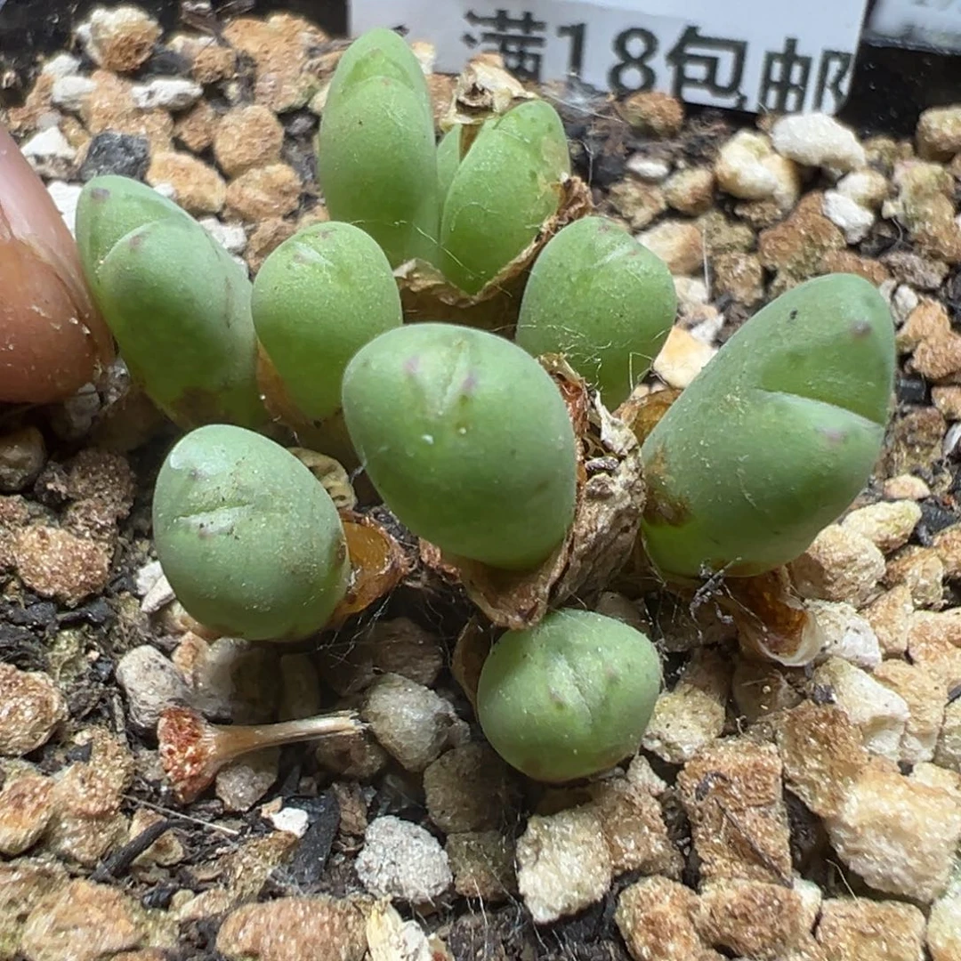 【闪购商品】 192。