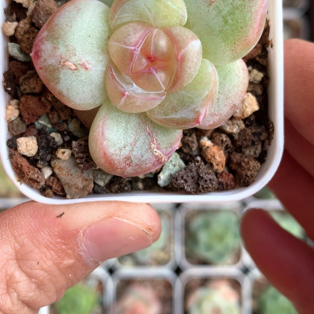 粉白灯泡心。      57号