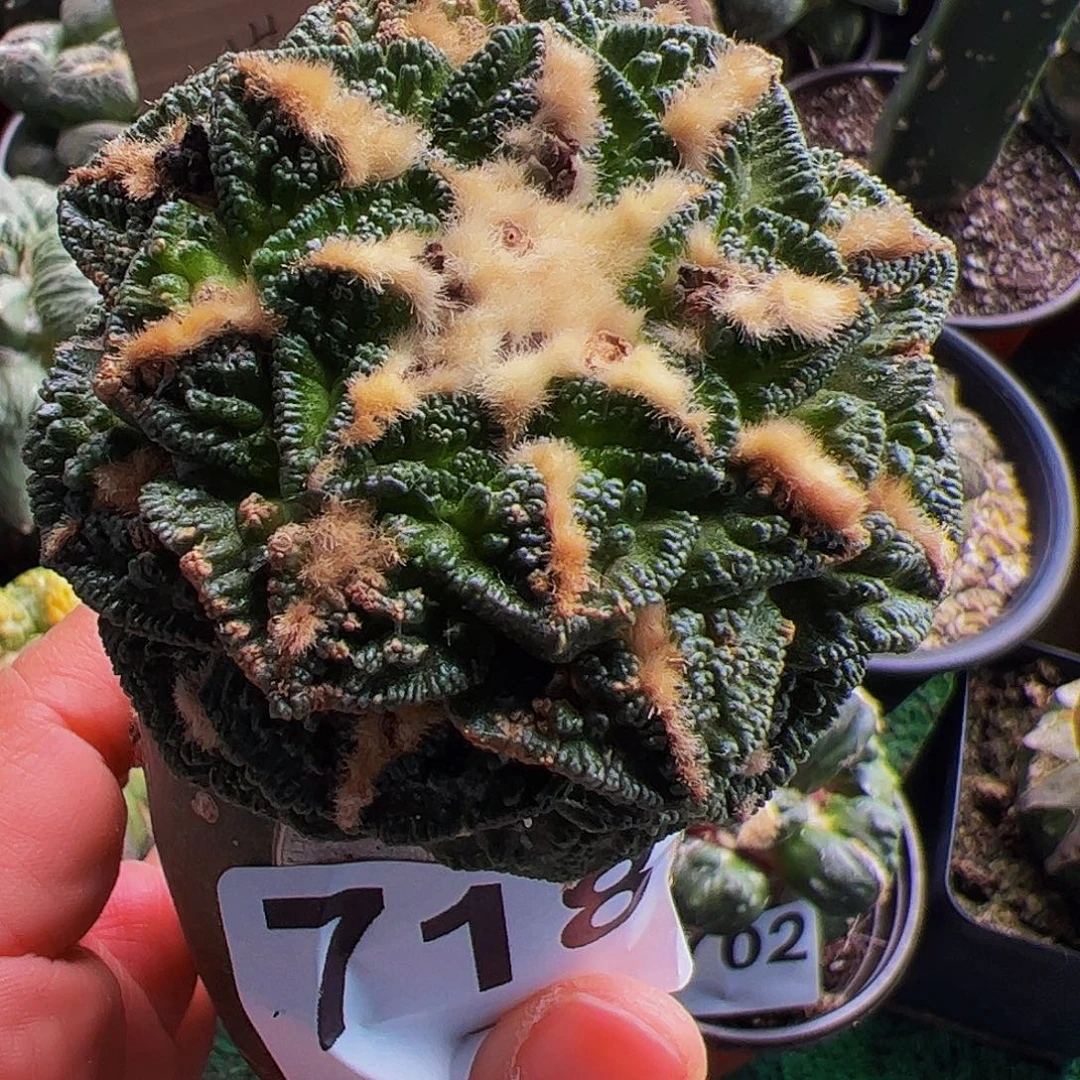 无花朵隔尤辛顿有点锈斑718