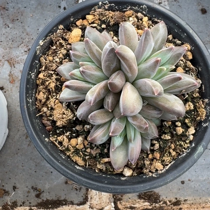 美人杂交 一物一拍