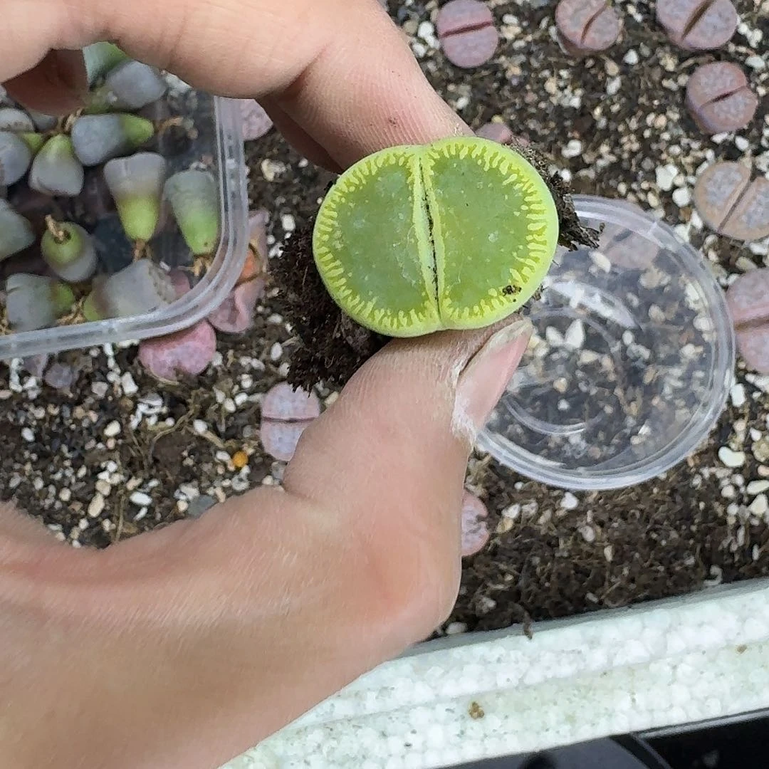 *****925 哈哈哈哈哈哈哈哈哈哈