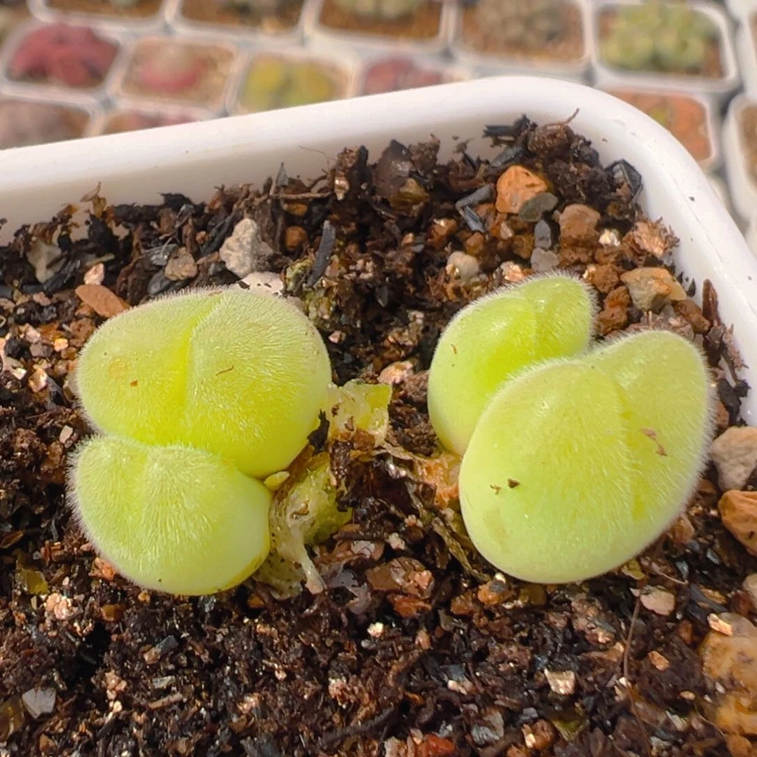 130多肉植物百科知识