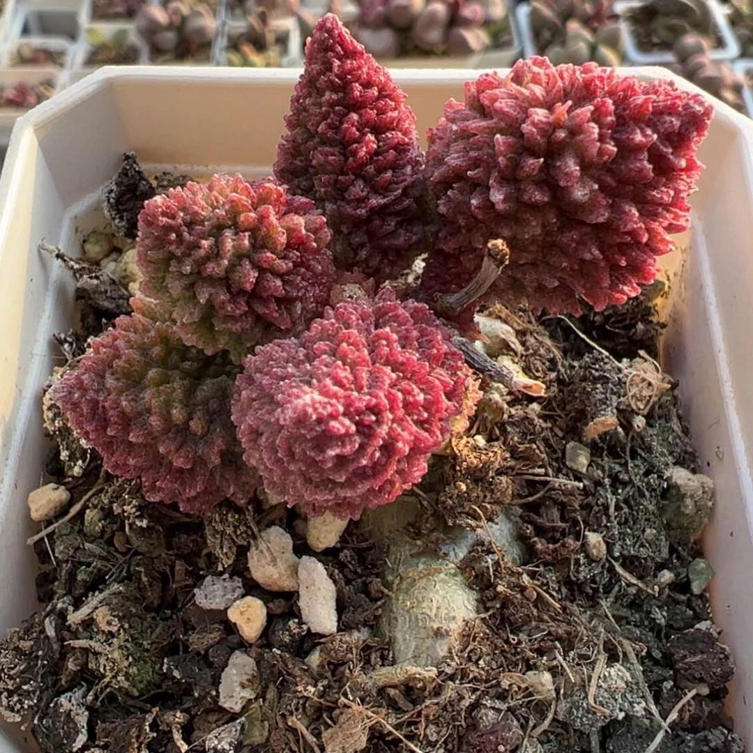 朱紫玉老桩多肉植物水泡