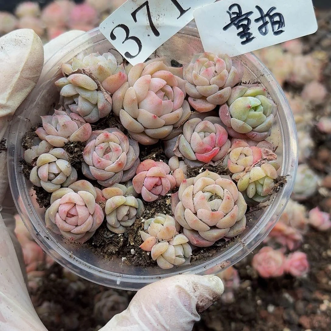 多肉植物多肉植物371量拍