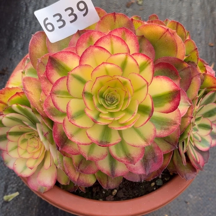 黄荔枝特价多肉发货