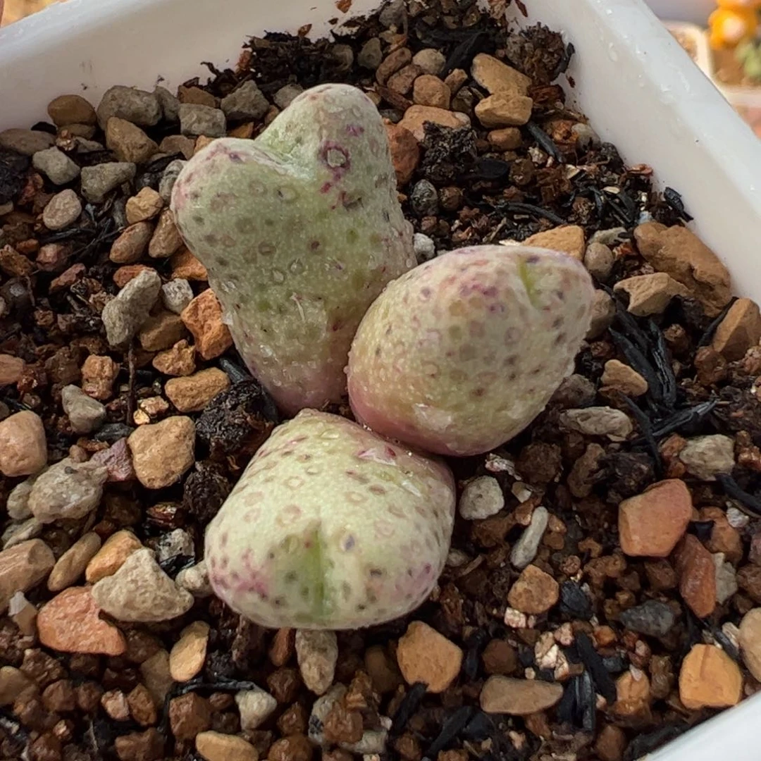 362多肉植物百科