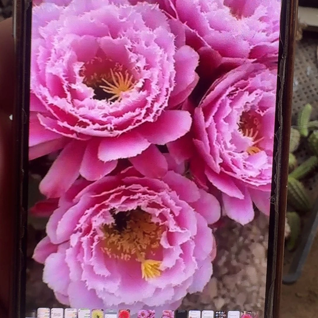 芸儿根冠服6公分左右毛花柱