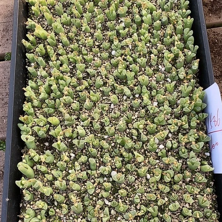 1586一筐冰风铃。