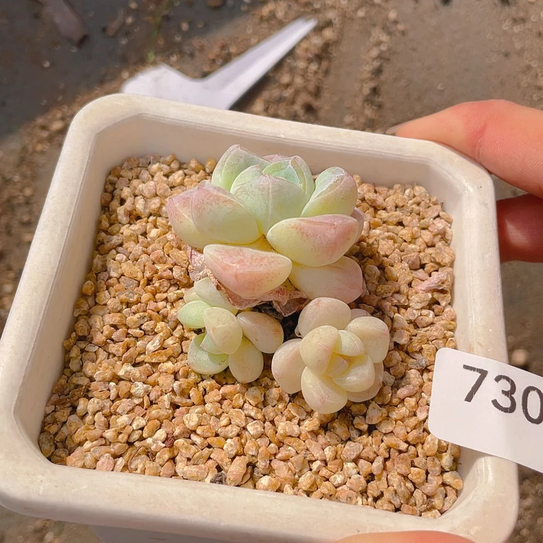 730。冰玉。