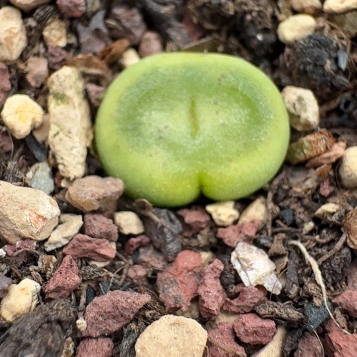 2053带盆发货水晶鞋