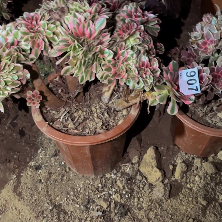907妖月多肉植物不售后
