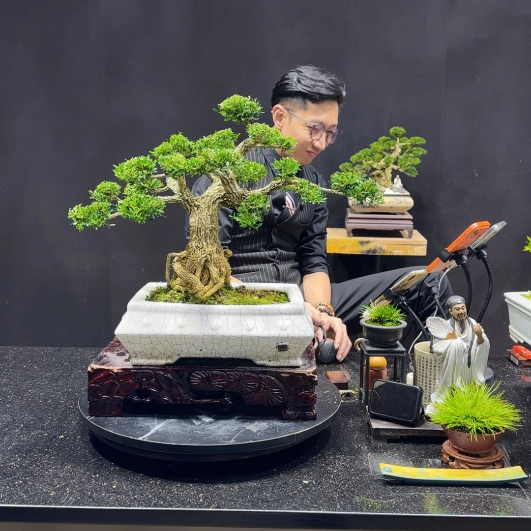 无花朵黄杨室内室外盆景艺术