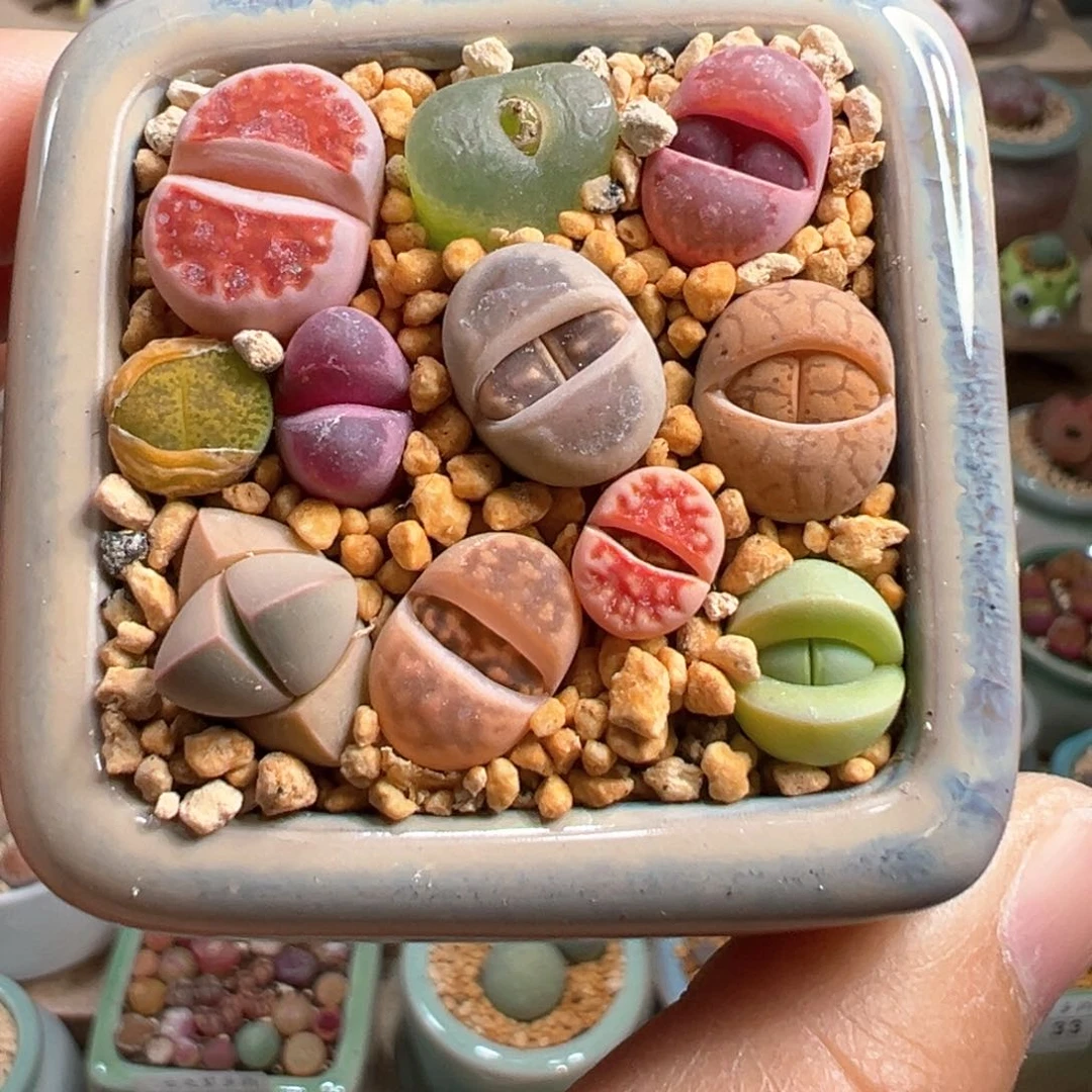 多肉植物34号混合