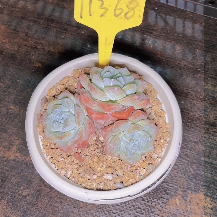 咖*?冰玉一物一拍11368